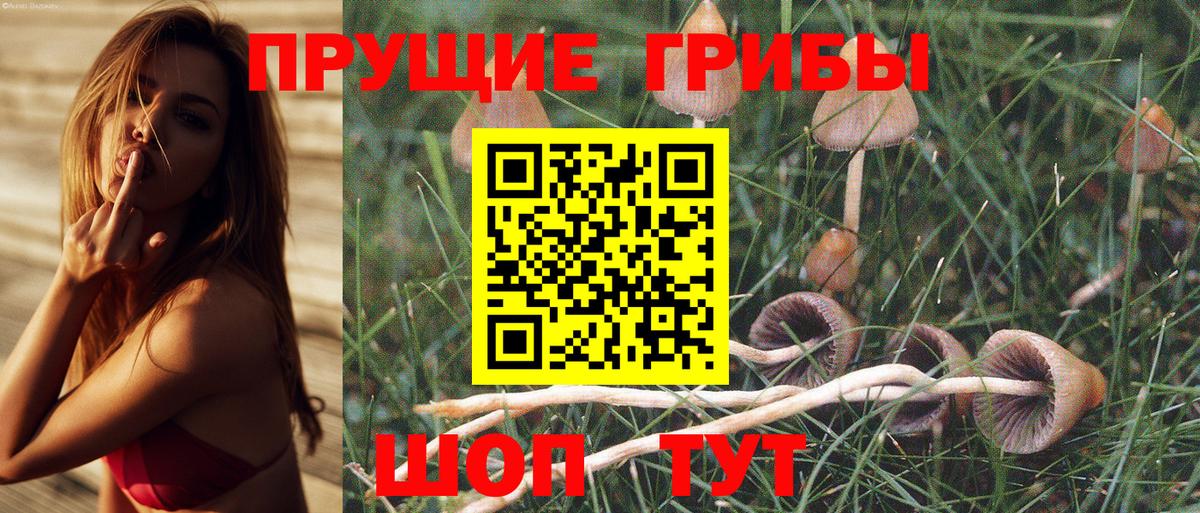Псилоцибиновые грибы Psilocybine cubensis Саянск